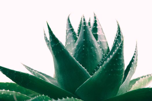 Aloe vera plant isolated on white background
