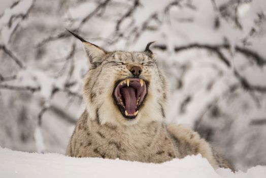 A lynx lying in the snow yawning