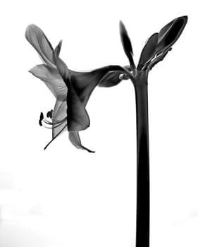 Amarilis flower in black and white