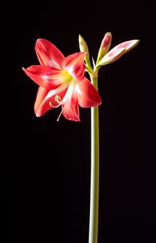 Red amarilis flower