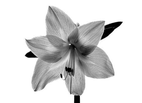 Amarilis flower in black and white