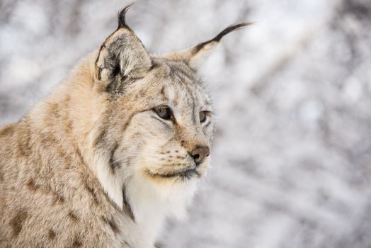 Lynx in a winter forest