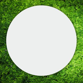 Nature Green Background, grass cover eco