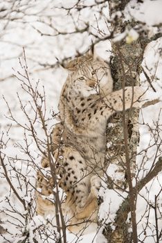 A lynx climbing a tree