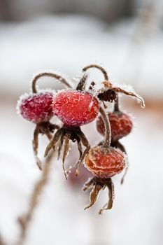 Frozen wild rose hips