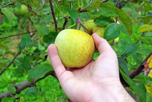 Hand picking a yellow apple from tree