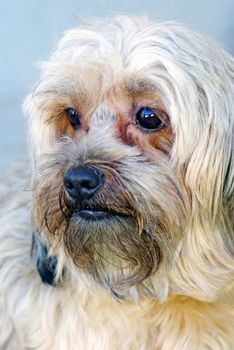 Lovely brown bichon portrait, close up image