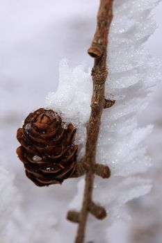 Detail of the cones on frozen branch