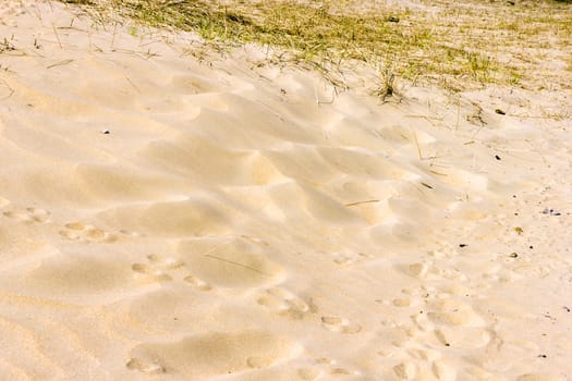 Sand background, National Park Zuid Kennemerland, The Netherlands
