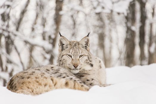 A lynx is relaxing in the snow in the forest