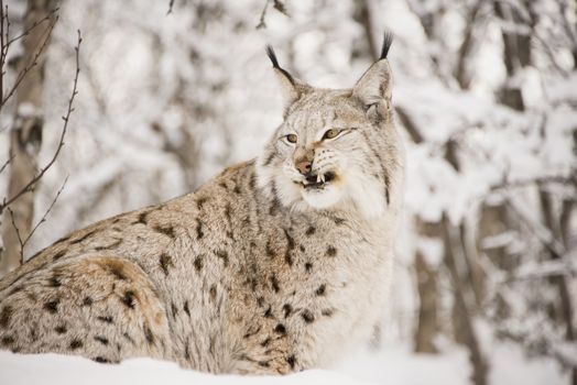 A snarling lynx hunting in the forest