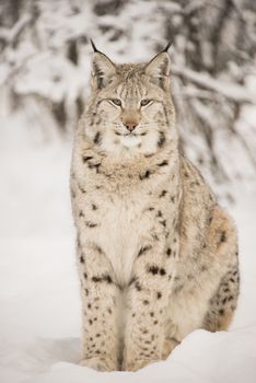 A lynx is sitting in the snow