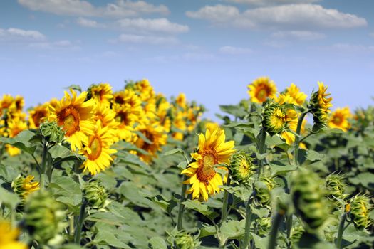 sunflowers summer season agriculture industry
