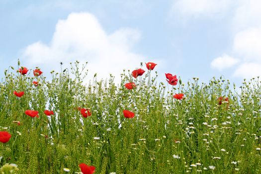 red poppy flowers spring season