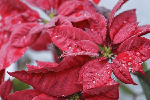 Red poinsettia flower (Euphorbia pulcherrima), closeup