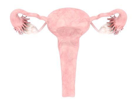model of the uterus isolated on white background
