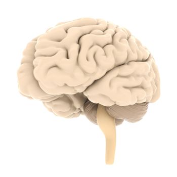 model of the brain isolated on white background