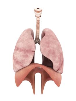 model of the lungs isolated on white background