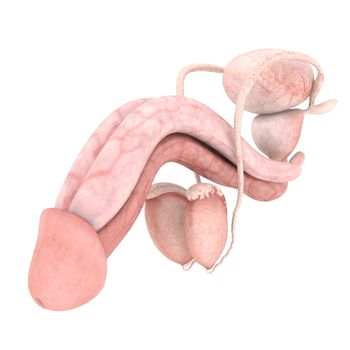 model of male reproductive system isolated on white background