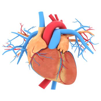 model of heart isolated on white background