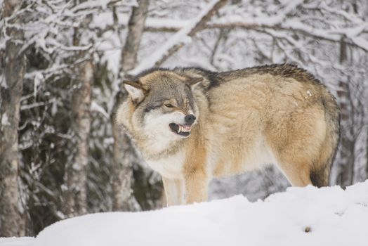 A wolf in the forest snarling.  Winter and snow