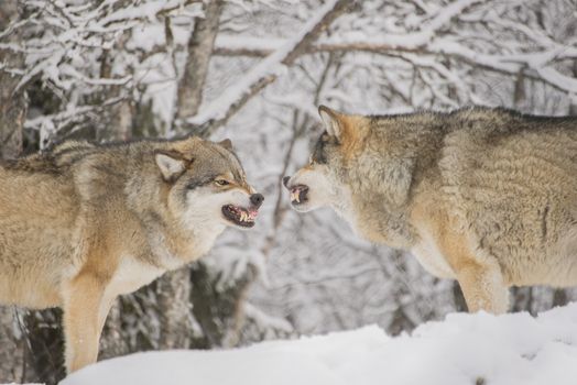 Two male wolves snarling at each other