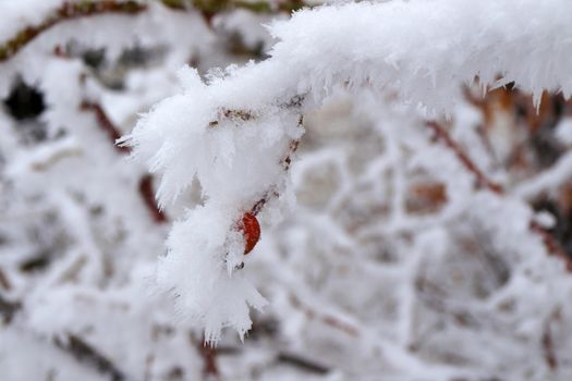 Frozen branches of rosehip bush with a hidden hip under icing