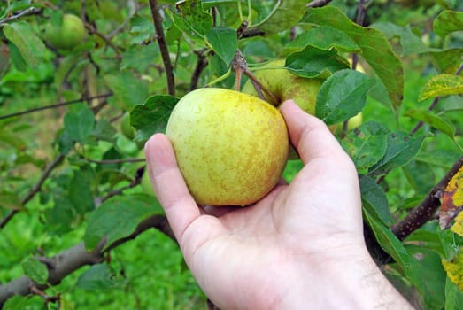 Hand picking a yellow apple in a tree.