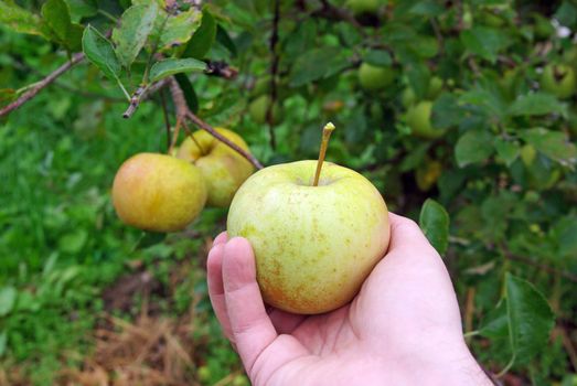 Close image of yellow apple in hand