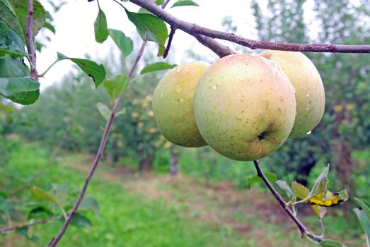 Three yellow apple in a apple garden.