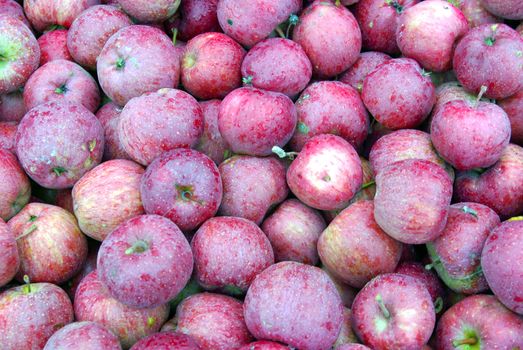 Background with ripe fresh apples at harvest.