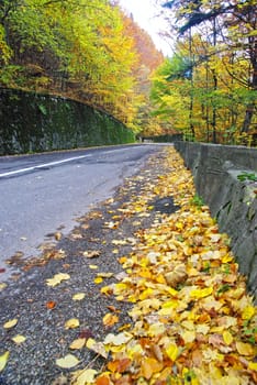 Road through forest in autumn.