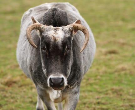 Zebu