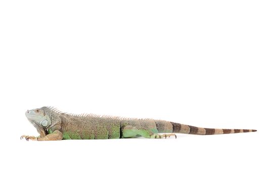 Young iguana in a white studio havingnice time