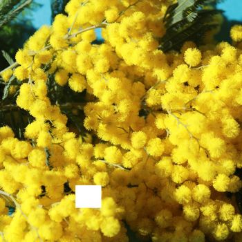 mimosa yellow flowers in spring