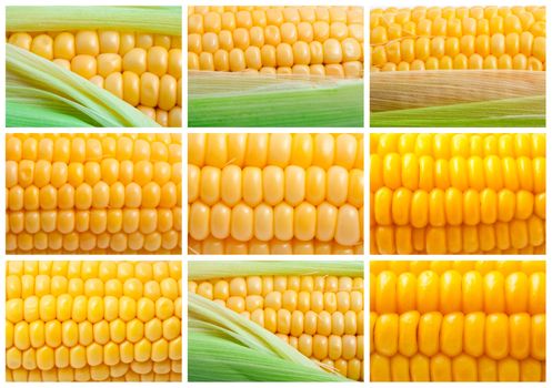 Collection of yellow corn