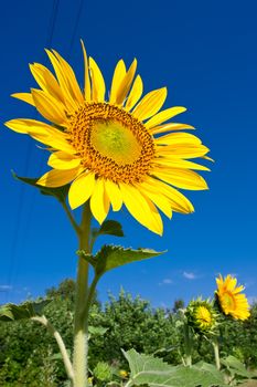 Beautiful close-up photo of big yellow sunflower