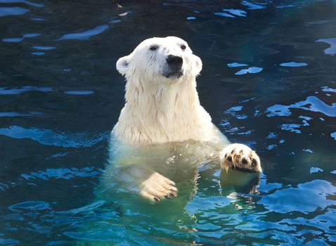 Nice photo of cute white polar bear