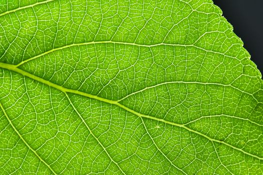 Nice macro photo of big green leaf