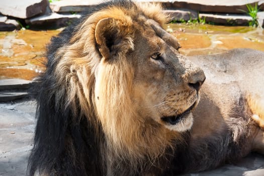 King of animals - African male lion in zoo