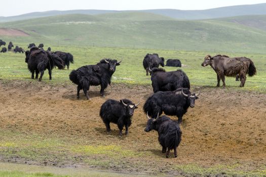 Tibetan Yaks in the grassland,sichuan , china