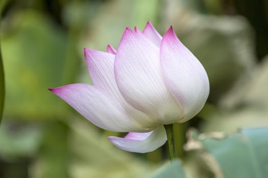 Lotus flower closeup in the lake