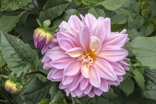 Beautiful Paeonia lactiflora in the garden