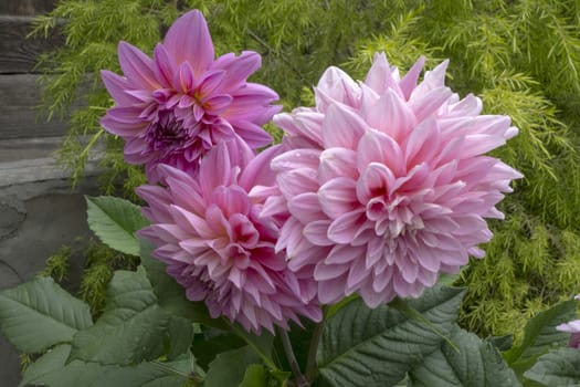 Beautiful Paeonia lactiflora in the garden