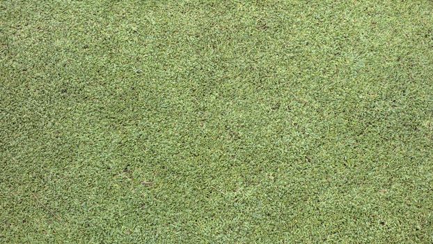 Texture of green meadow from golf course 