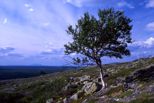 Beautiful wild landscape of lonely tree and blue sky 
