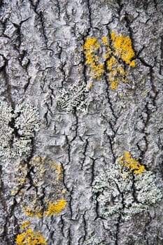 Texture of tree bark background 