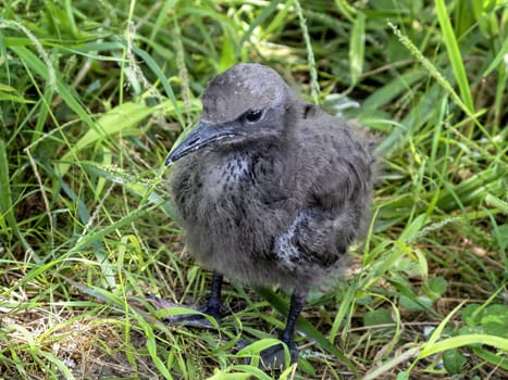 Brown Noddy  (Anous stolidus) chick, Bird Island, Seychelles