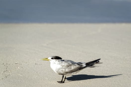 Crested tern (Sterna bergii) on the white sand beach, Bird Island, Seychelles