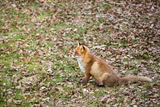 Red fox, Vulpes vulpes sitting on a meadow